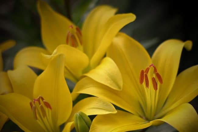 Lirio Amarillo