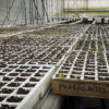 Bandejas plantas en invernadero Ecodena