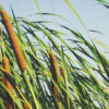 TYPHA-LATIFOLIA ESPADAÑA