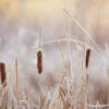 Typha comprar online