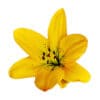 Compra lirio amarillo online