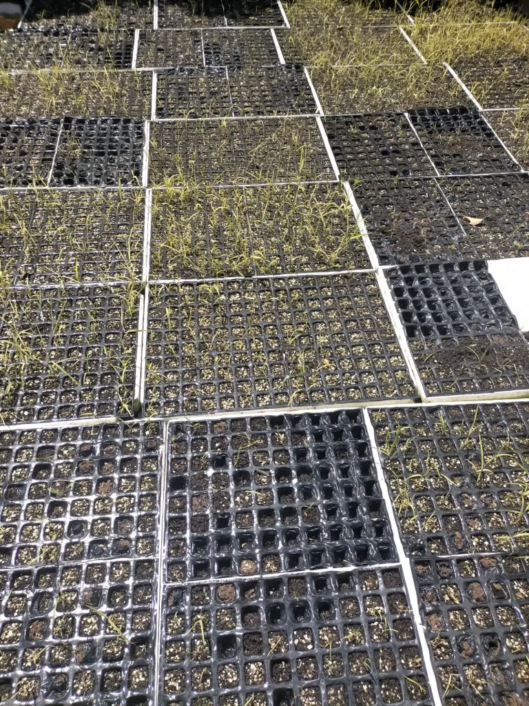 a rows of square black grids with small plants growing