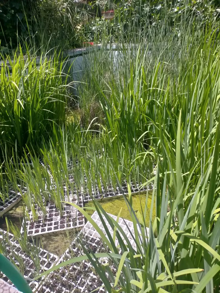 a green plants growing in a pond