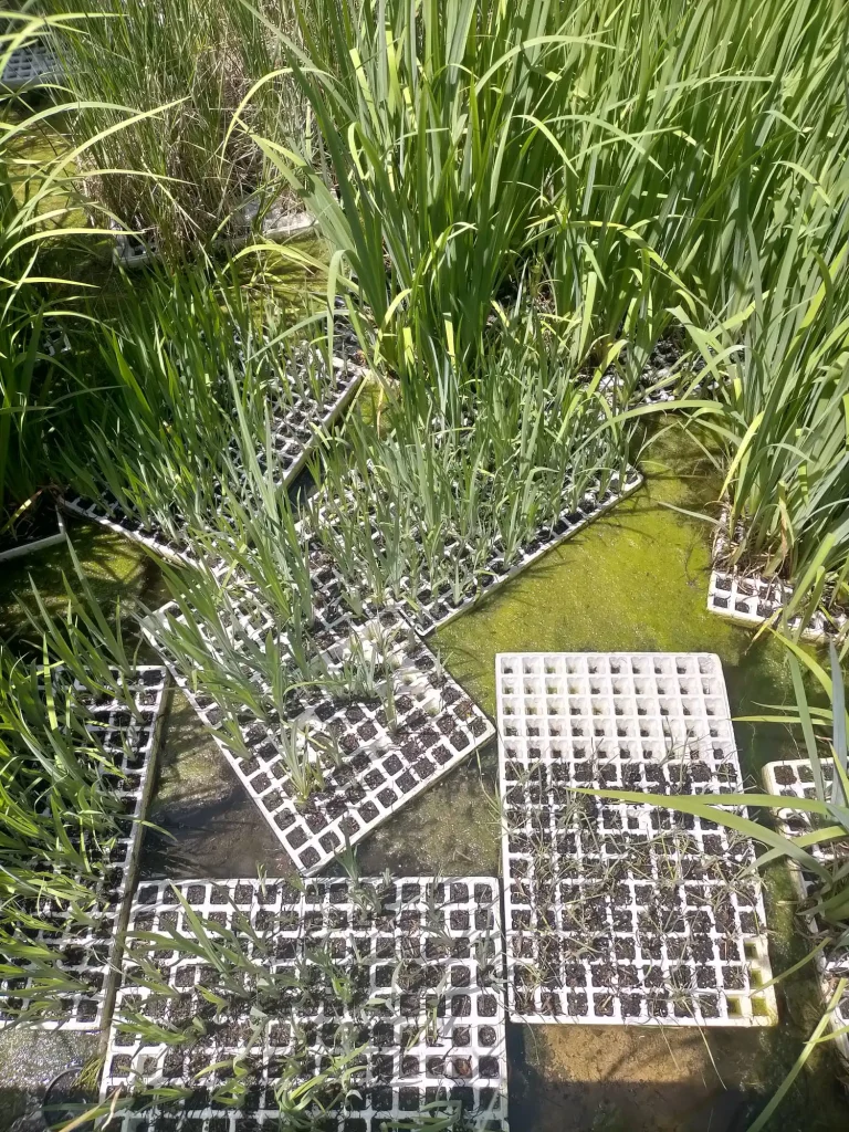 plants growing plants in a pond