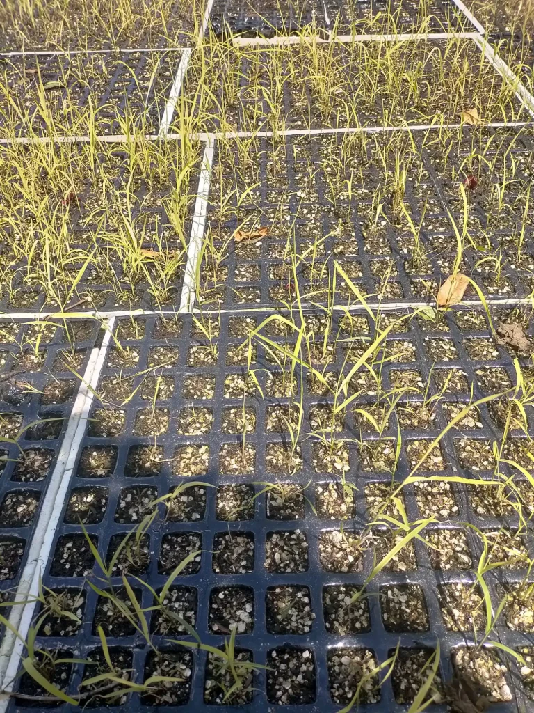 a close up of plants