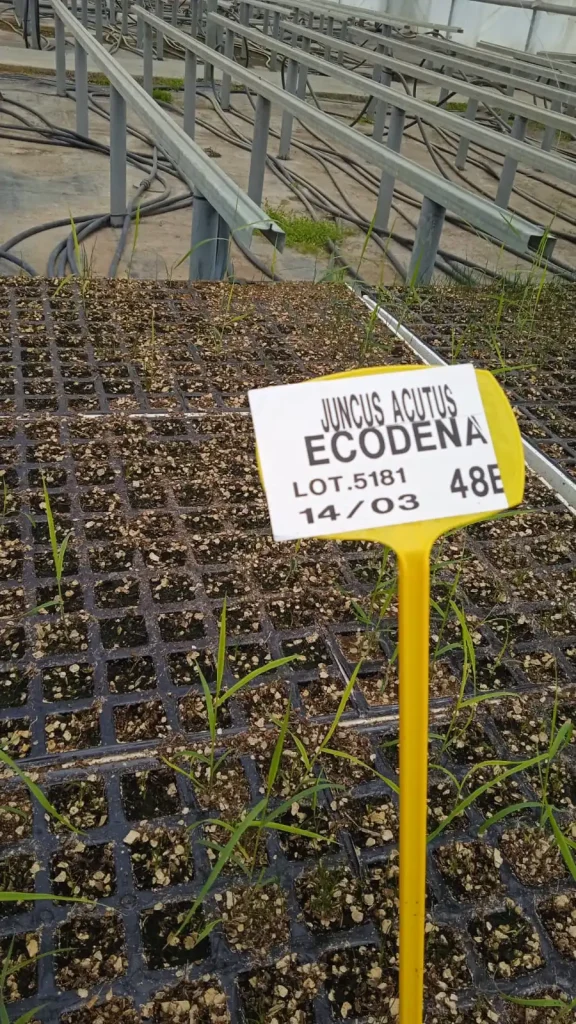 J A ECODENA