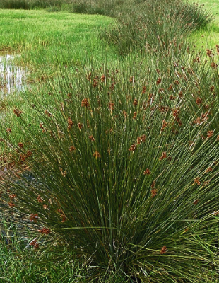 Juncos de esferas 1