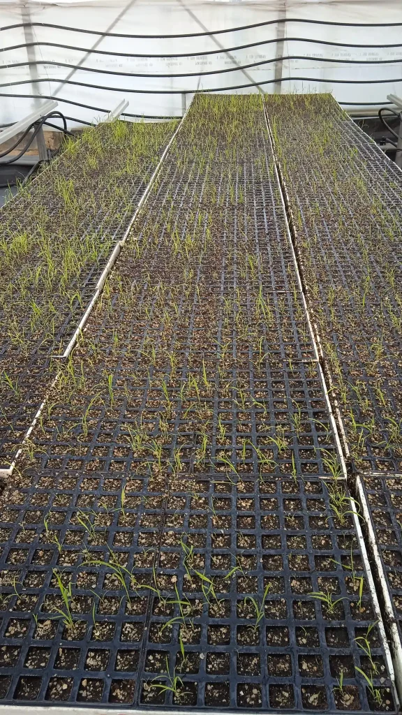 PLANTAS ECO
