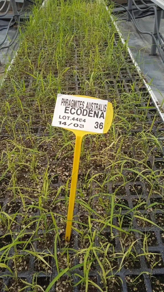 P A ECODENA