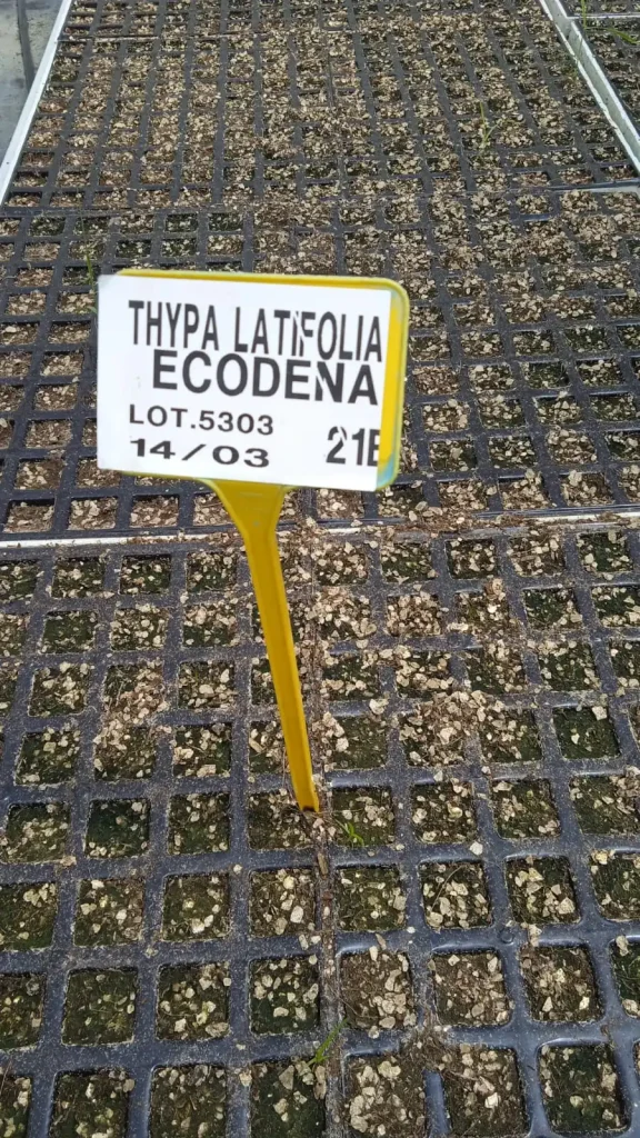 T L ECODENA