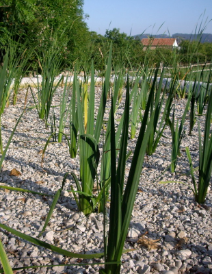 carrizo 3