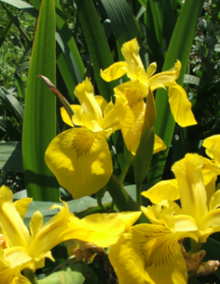 lirio amarillo 1